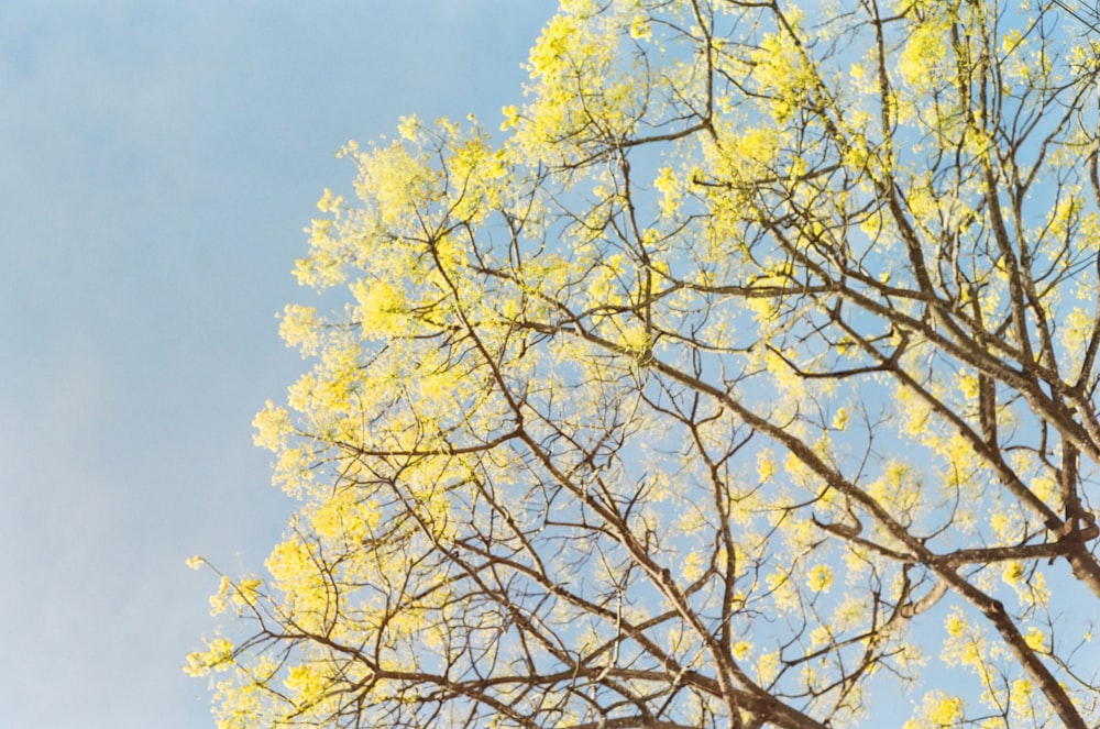 a tree with yellow leaves against a blue sky