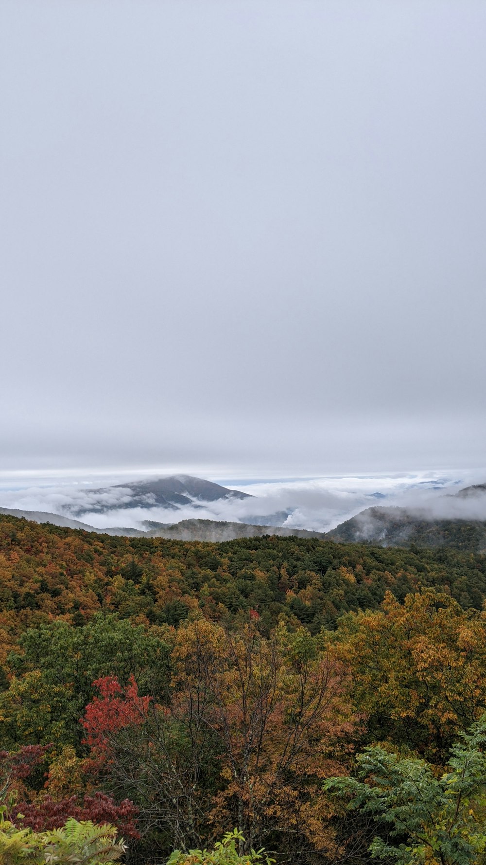 a view of a forest with clouds in the distance