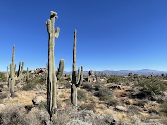 The vast Sonora Desert from Obregon to Arizona.