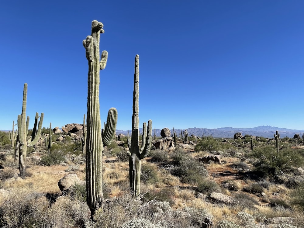 a large cactus in the middle of a desert