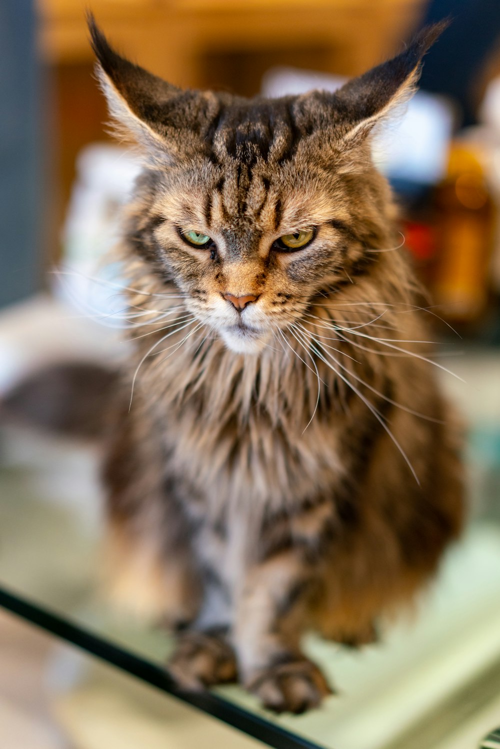 a cat sitting on top of a glass table