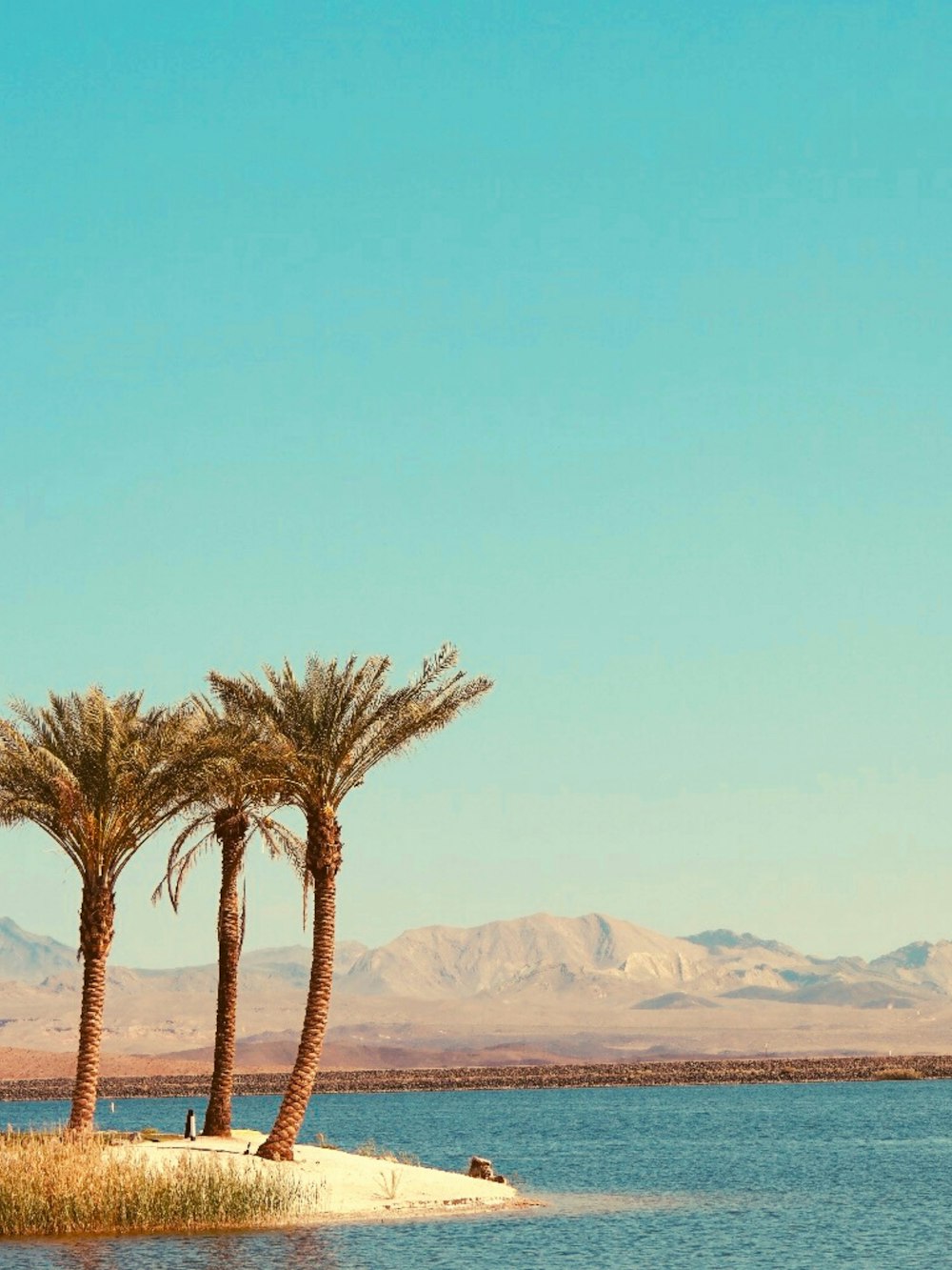 a couple of palm trees sitting on top of a small island