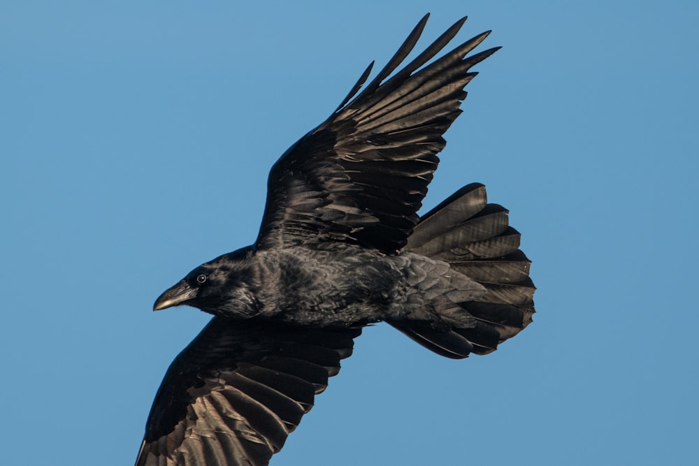 a large black bird flying through a blue sky