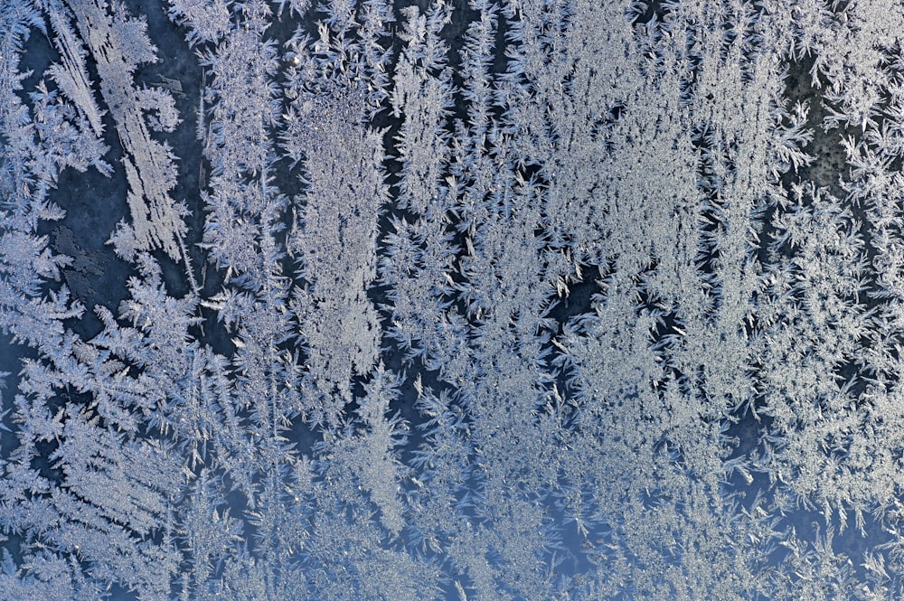 a frosted window with trees in the background