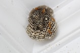 A wasp nest attached to the corner of a white ceiling. Several wasps are visible crawling on the nest, which consists of numerous hexagonal cells.