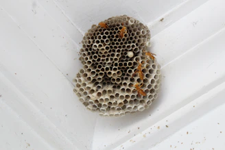 Certified technician safely handling insecticide spray near a wasp nest.