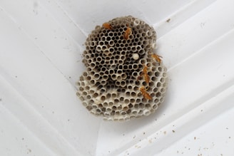 A technician gently removing a wasp nest from a wooden porch roof.