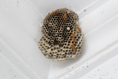 Certified technician safely handling insecticide spray near a wasp nest.