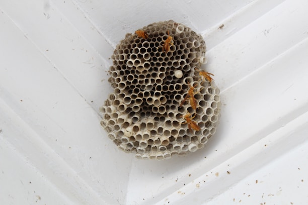 A technician gently removing a wasp nest from a wooden porch roof.