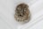 A wasp nest attached to the corner of a white ceiling. Several wasps are visible crawling on the nest, which consists of numerous hexagonal cells.