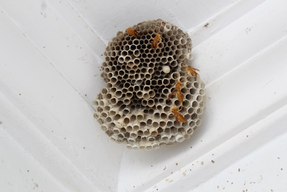 A wasp nest attached to the corner of a white ceiling. Several wasps are visible crawling on the nest, which consists of numerous hexagonal cells.