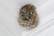 A wasp nest attached to the corner of a white ceiling. Several wasps are visible crawling on the nest, which consists of numerous hexagonal cells.