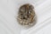 A wasp nest attached to the corner of a white ceiling. Several wasps are visible crawling on the nest, which consists of numerous hexagonal cells.