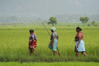 Three women walk through a lush green field, wearing traditional attire in vibrant colors. The background features distant trees and hazy, serene mountains.