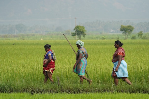 Three women walk through a lush green field, wearing traditional attire in vibrant colors. The background features distant trees and hazy, serene mountains.