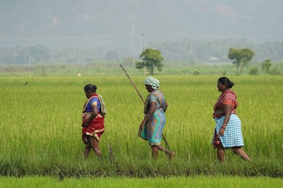 Three women walk through a lush green field, wearing traditional attire in vibrant colors. The background features distant trees and hazy, serene mountains.