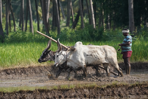A farmer is plowing a paddy field with a pair of oxen. The field is muddy, and the lush green backdrop of trees adds to the rural setting. The farmer is dressed in casual work clothes and guides the oxen through the wet terrain, indicating traditional agricultural practices.