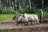 A farmer is plowing a paddy field with a pair of oxen. The field is muddy, and the lush green backdrop of trees adds to the rural setting. The farmer is dressed in casual work clothes and guides the oxen through the wet terrain, indicating traditional agricultural practices.