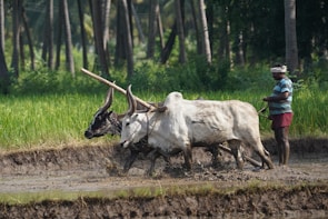 A farmer is plowing a paddy field with a pair of oxen. The field is muddy, and the lush green backdrop of trees adds to the rural setting. The farmer is dressed in casual work clothes and guides the oxen through the wet terrain, indicating traditional agricultural practices.
