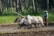 A farmer is plowing a paddy field with a pair of oxen. The field is muddy, and the lush green backdrop of trees adds to the rural setting. The farmer is dressed in casual work clothes and guides the oxen through the wet terrain, indicating traditional agricultural practices.