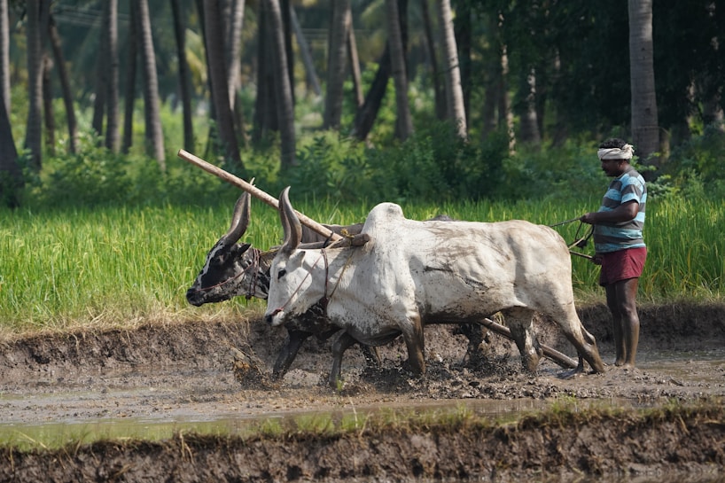 A farmer is plowing a paddy field with a pair of oxen. The field is muddy, and the lush green backdrop of trees adds to the rural setting. The farmer is dressed in casual work clothes and guides the oxen through the wet terrain, indicating traditional agricultural practices.