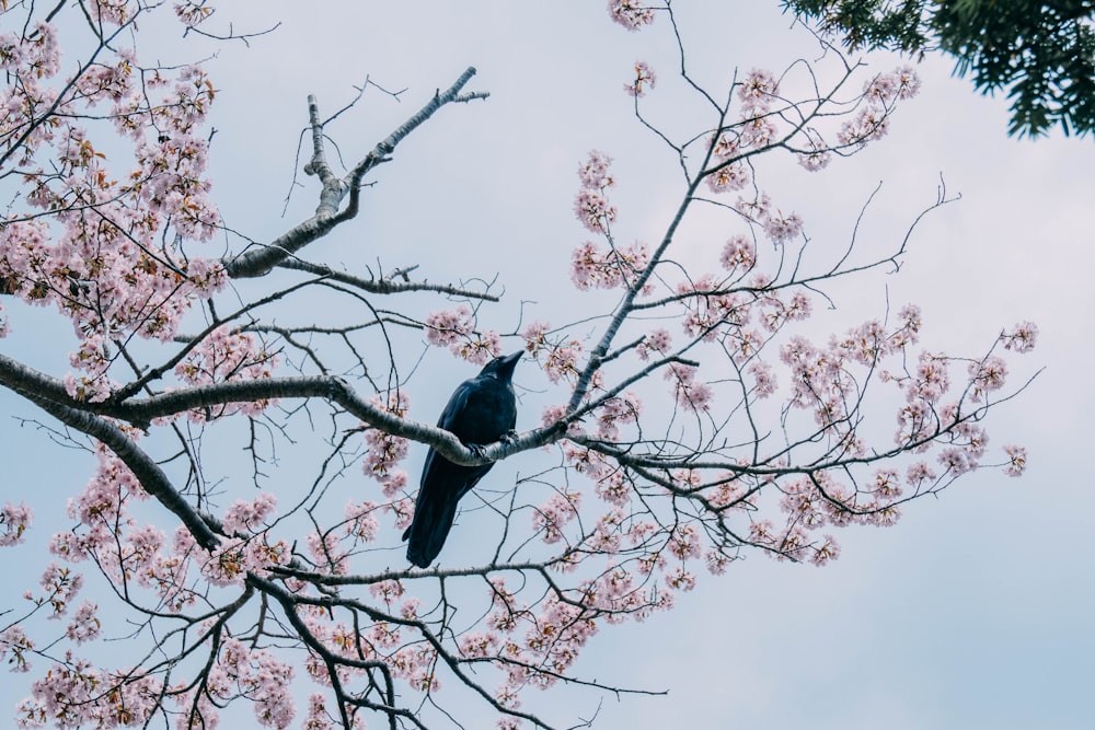 a bird sitting on a branch of a tree