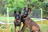 Two large, dark-colored dogs with expressive faces are sitting on a grassy lawn. One dog is holding a red ball in its mouth. They are wearing metal chain collars and are enclosed in a fenced garden area with lush greenery in the background.