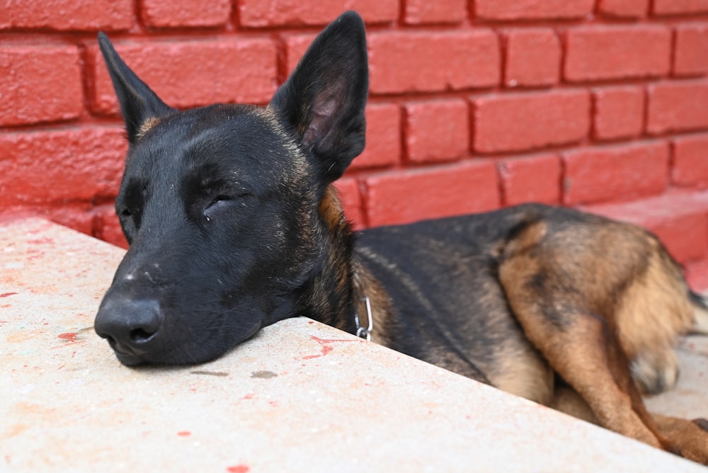 a black and brown dog laying next to a red brick wall