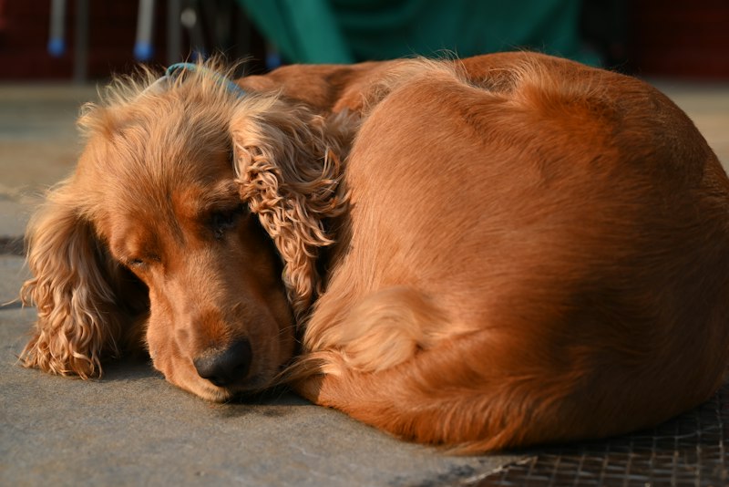 English Cocker Spaniel photo 6