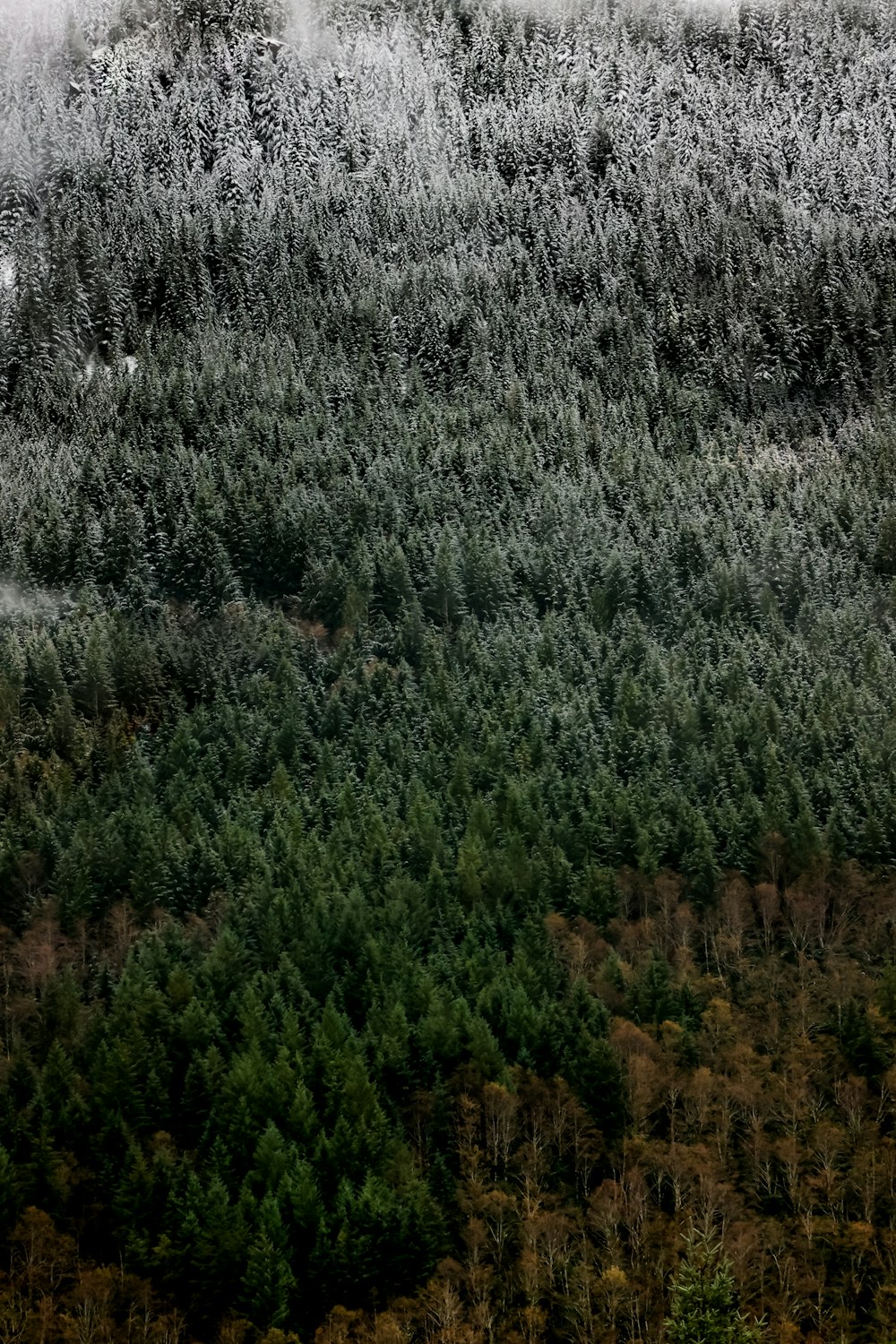 a plane flying over a forest covered in snow
