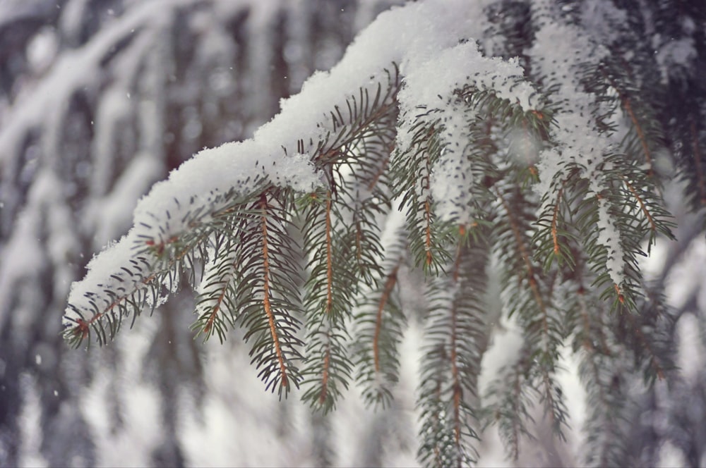 a branch of a tree covered in snow