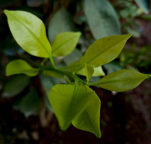 Close-up of freshly cut branches and healthy green leaves on a farm.