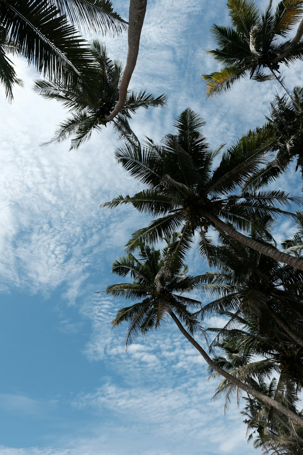 a palm tree is reaching up into the sky