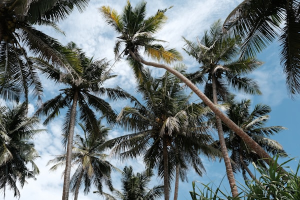 Introducing Weligama