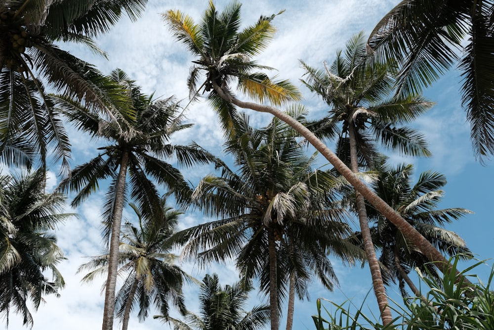 a group of palm trees with a blue sky in the background