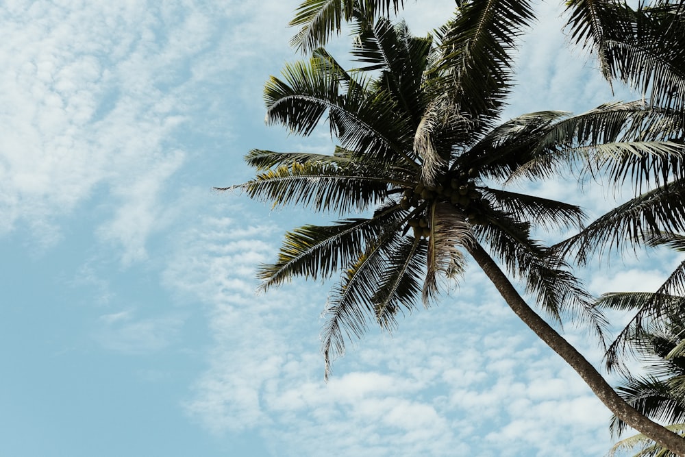 a palm tree with a blue sky in the background