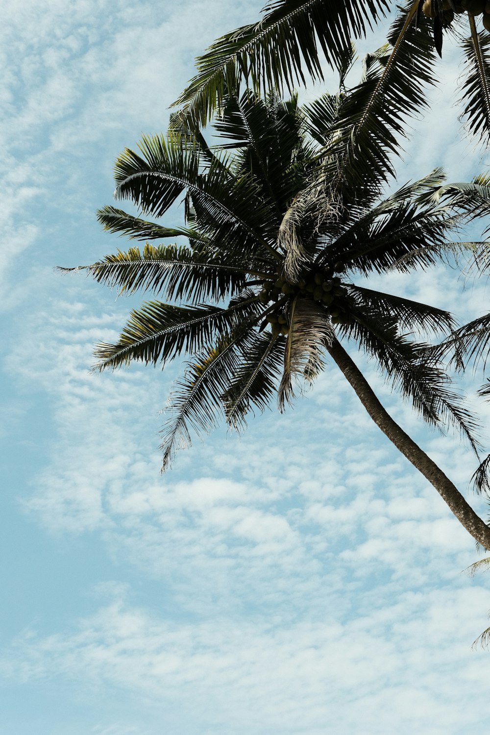 a palm tree with a blue sky in the background