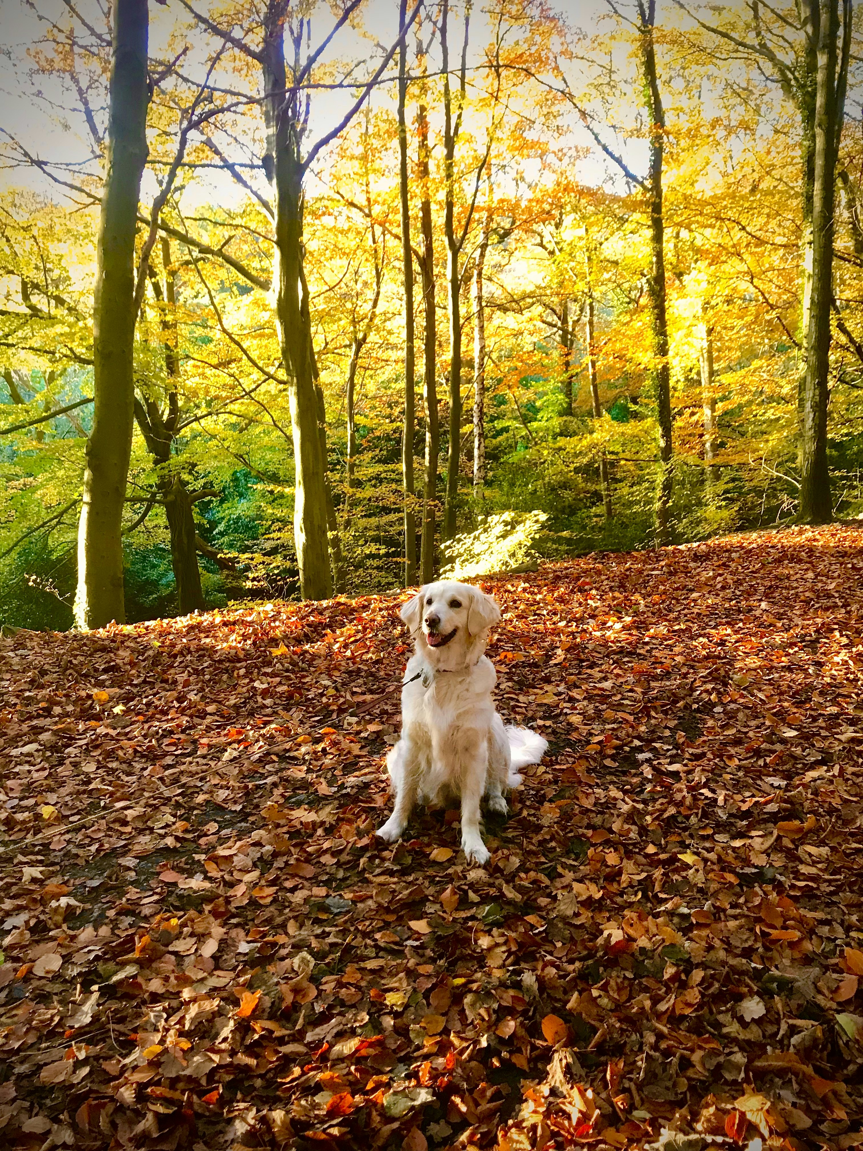 a white dog sitting on top of a pile of leaves
