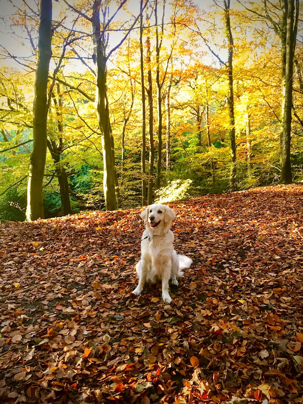 a white dog sitting on top of a pile of leaves