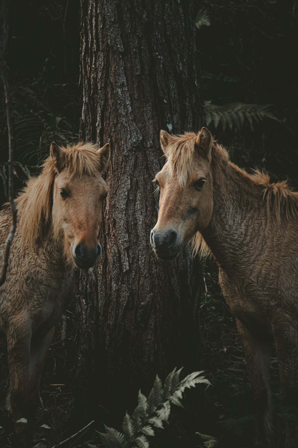 two brown horses standing next to a tree