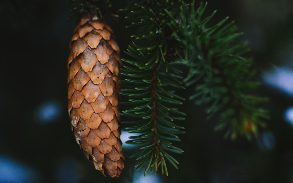 a pine cone hanging from a tree branch