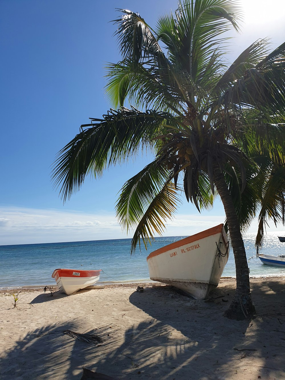 a boat sitting on top of a beach next to a palm tree