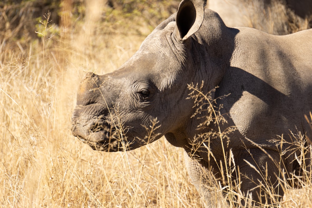 Un rinoceronte in piedi in un campo di erba secca