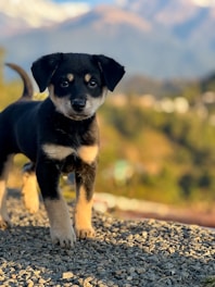 A small black and tan puppy stands on a gravel path in front of a blurred background of distant hills and trees. The sunlight highlights the puppy's face, creating a warm glow.