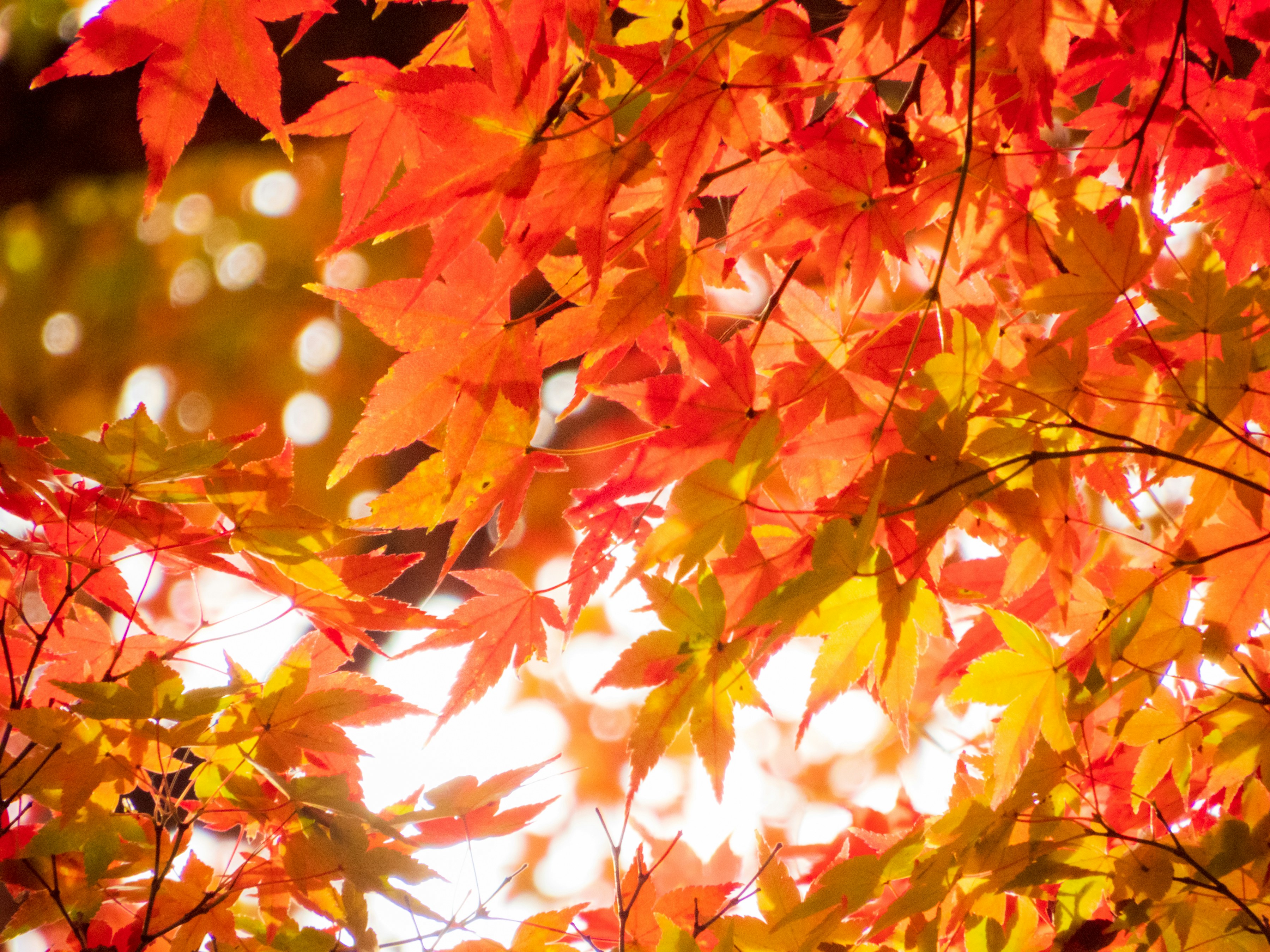 Photo by heppoko_yama