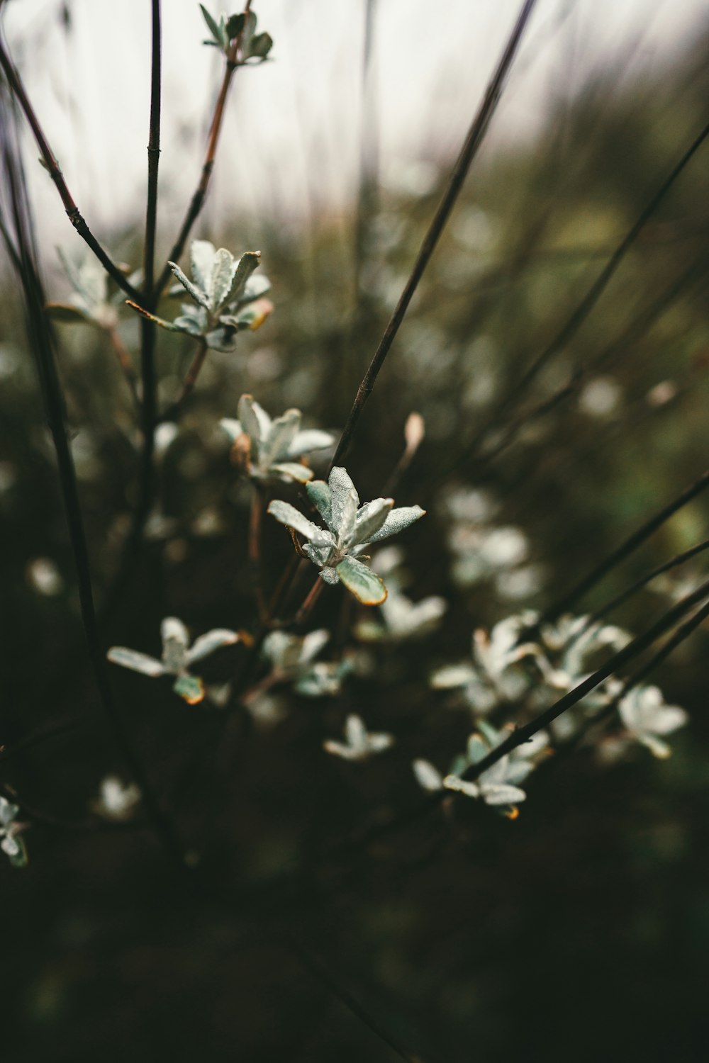 a close up of a plant with small leaves