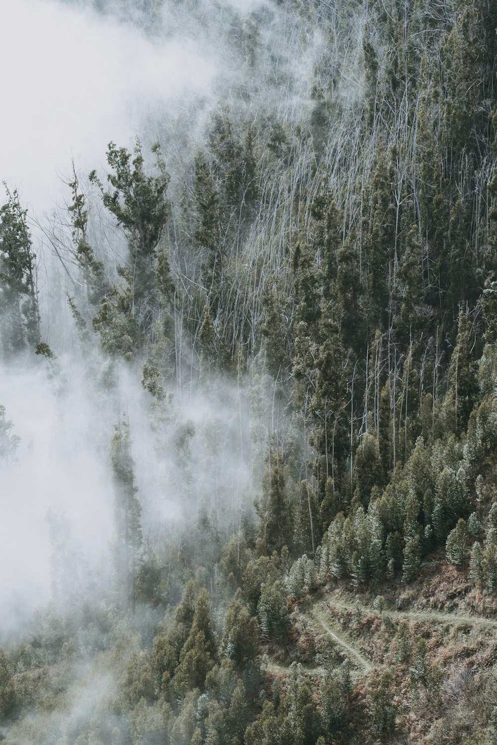 a mountain covered in fog and trees on a cloudy day