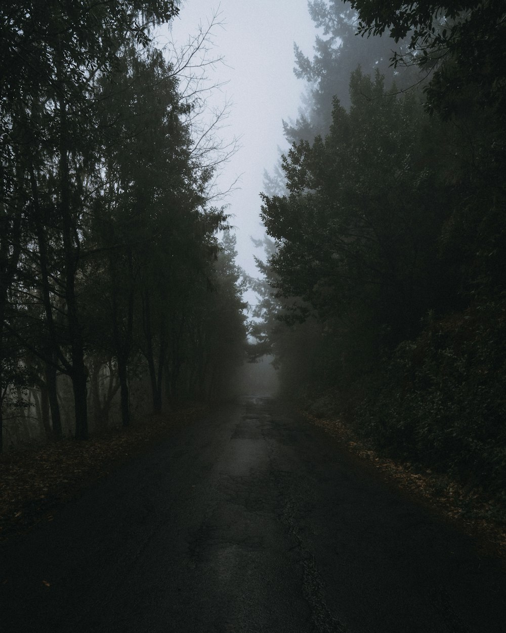 a foggy road with trees on both sides