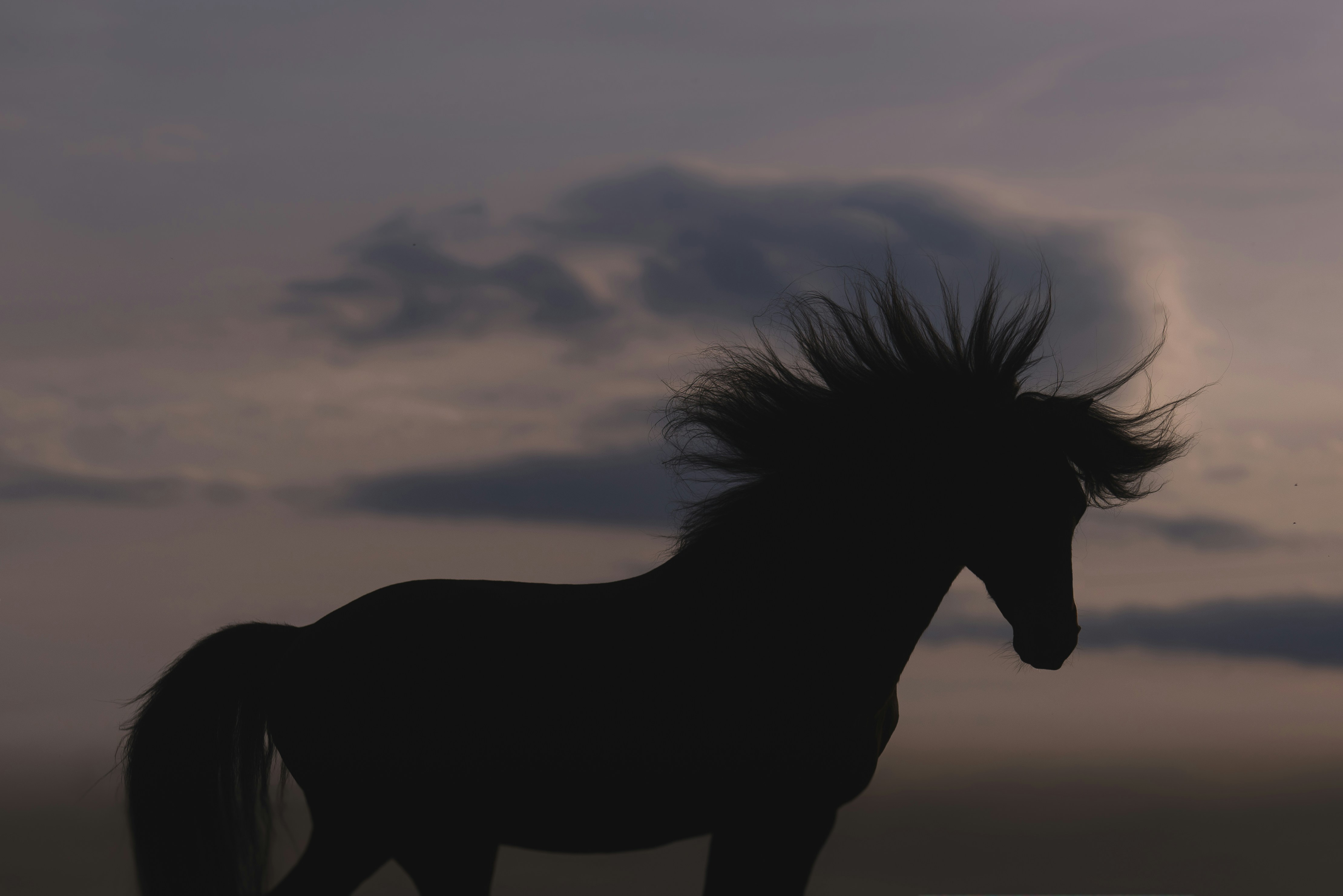 Wild Horses Can Help Prevent Forest Fires