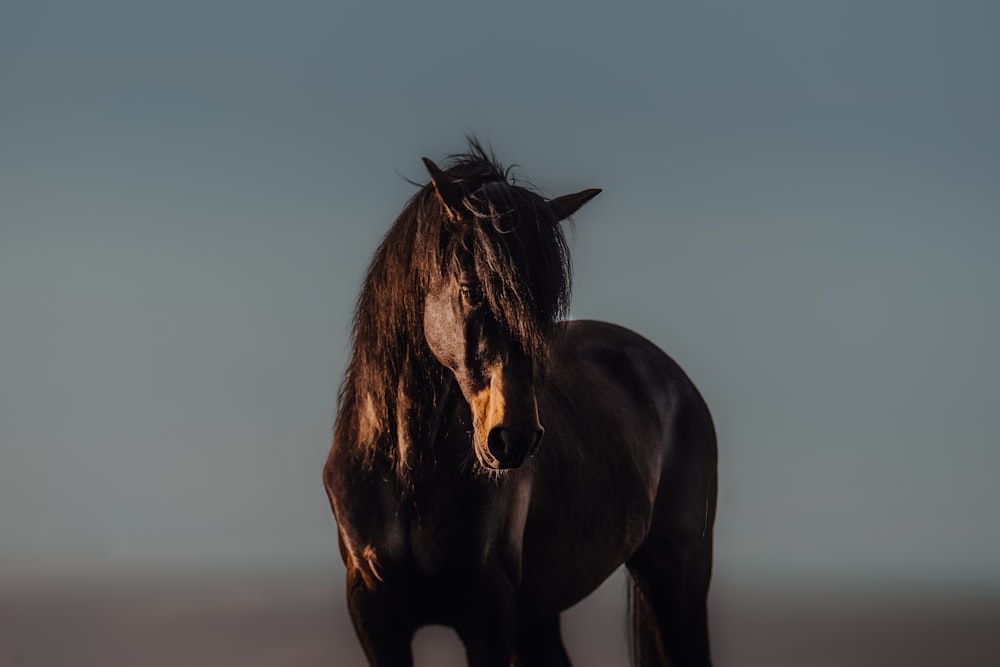 Un caballo negro parado en la cima de una playa de arena